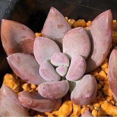多肉植物　オパリナ(韓国苗)