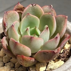 多肉植物　ビューティフルチャーミング(韓国苗)