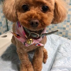 【見つかりました】迷い犬　石川県 津幡町　トイプードル小型