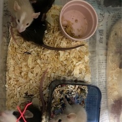 ラットのベビーの里親募集します