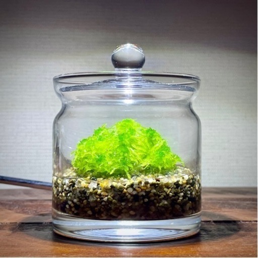 ふんわり水苔の苔テラリウム