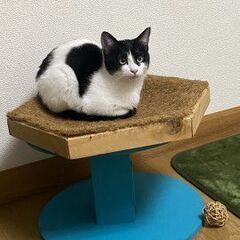 可愛い柄の白黒「平野あゆむ」くん