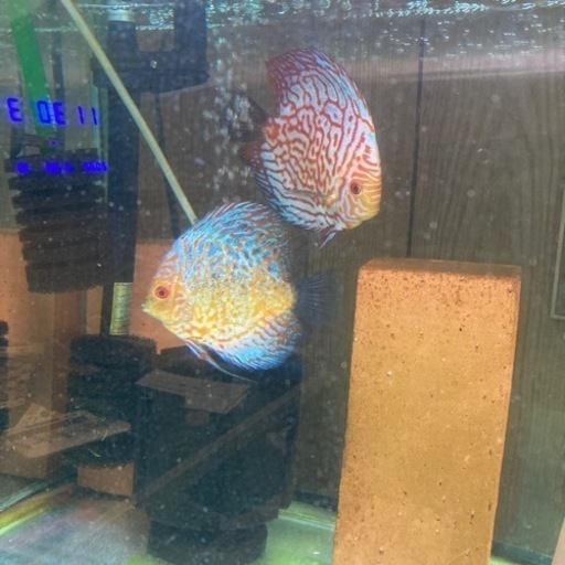 ディスカス産卵ペア売ります！！熱帯魚交渉どんどんください！！
