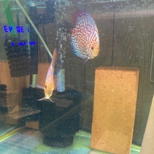 ディスカス産卵ペア売ります！！熱帯魚交渉どんどんください！！