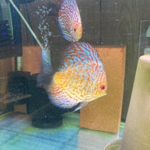 ディスカス産卵ペア売ります！！熱帯魚交渉どんどんください！！
