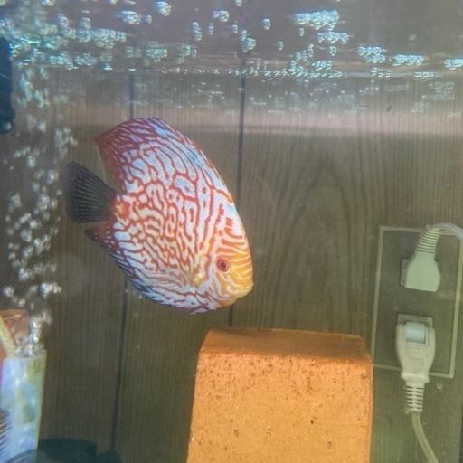 ディスカス産卵ペア売ります！！熱帯魚交渉どんどんください！！