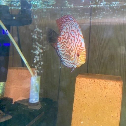 ディスカス産卵ペア売ります！！熱帯魚交渉どんどんください！！
