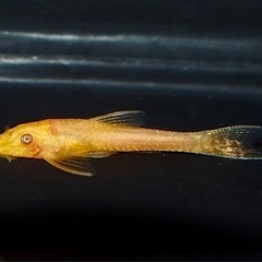 【取引中止中】オトシンネグロ　ゴールデン　2匹　苔取り生体の画像