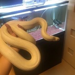テキサスラットスネーク　リューシ