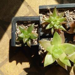 ＜商談中＞多肉植物　ハオルチア　3種　小苗