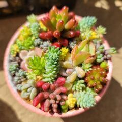 多肉植物寄せ植え②ちま寄せ꙳★*ﾟ