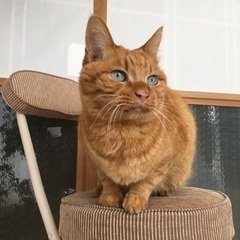 88歳の母が大切に飼っている猫です。どなたか飼っていただけませんか？