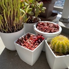 多肉植物5鉢　お譲りしますの画像