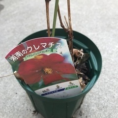 クレマチス❤️強健&多花❤️マダムジュリアコレボン