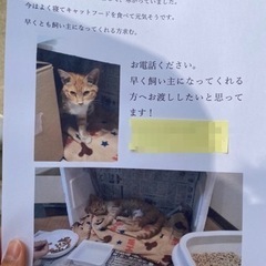 (お話中の為)一旦募集停止子猫4ヶ月　オス　茶白
