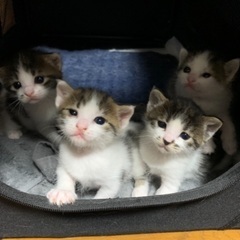 【一度応募を終了】子猫が産まれました！生後21日目.里親様を探し...