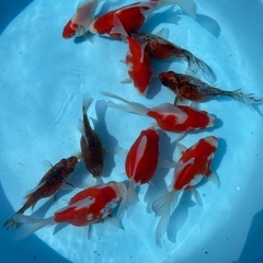 金魚　玉サバの画像