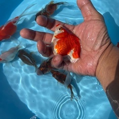 金魚　玉サバの画像