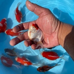 金魚　玉サバの画像