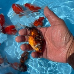 金魚　玉サバの画像