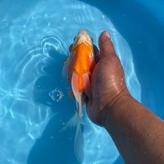 金魚　玉サバ　サバ尾の画像