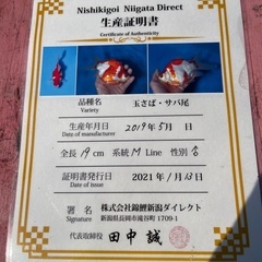 金魚　玉サバ　サバ尾の画像