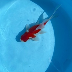 金魚　玉サバ　サバ尾