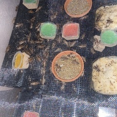 ヨーロッパコオロギ販売