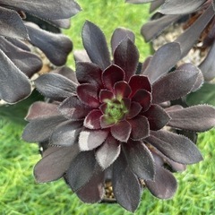お渡し決定　黒法師　多肉植物　アエオニウム