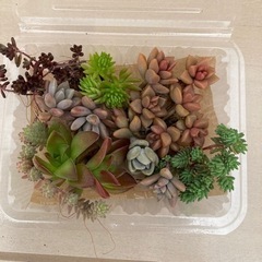 多肉植物⑵
