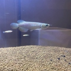 水槽セットの画像