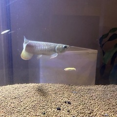 水槽セット