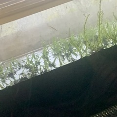 水槽＋水草
