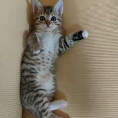 【譲渡】生後1ヵ月の子猫(オス♂)　元気いっぱいの子猫の家族になってくださる方募集  - 糸満市