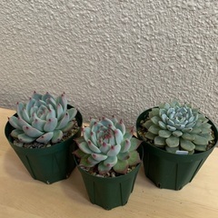 多肉植物　エケベリア