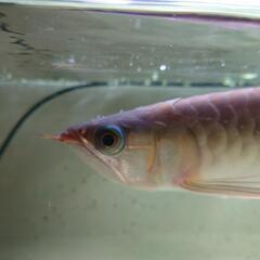 『受付終了』熱帯魚 水槽 など　　大型魚　古代魚　アクアリウム　...