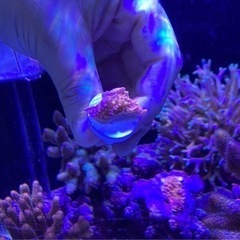 ウスコモンサンゴフラグ①（サンゴ ミドリイシ sps 海水魚 水槽 ）の画像