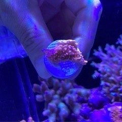 ウスコモンサンゴフラグ①（サンゴ ミドリイシ sps 海水魚 水槽 ）の画像
