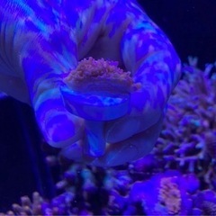 ウスコモンサンゴフラグ①（サンゴ ミドリイシ sps 海水魚 水槽 ）の画像