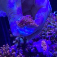 ウスコモンサンゴフラグ①（サンゴ ミドリイシ sps 海水魚 水槽 ）の画像