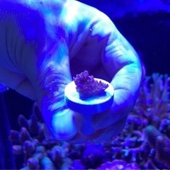 ウスコモンフラグ②（サンゴ sps ミドリイシ 海水魚 水槽）の画像