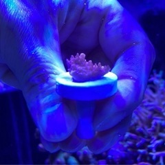 ウスコモンフラグ②（サンゴ sps ミドリイシ 海水魚 水槽）の画像