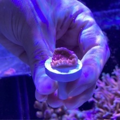 ウスコモンフラグ③（sps サンゴ ミドリイシ 海水魚 水槽）の画像