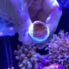 ウスコモンフラグ③（sps サンゴ ミドリイシ 海水魚 水槽）の画像