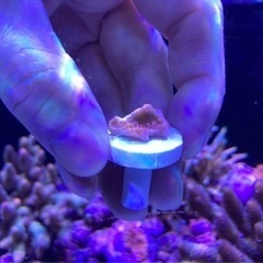 ウスコモンフラグ④（sqs サンゴ ミドリイシ 海水魚 水槽）の画像
