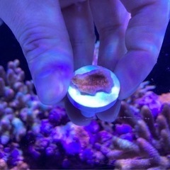 ウスコモンフラグ④（sqs サンゴ ミドリイシ 海水魚 水槽）の画像