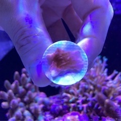 ウスコモンフラグ⑤（sqs サンゴ ミドリイシ 海水魚 水槽）の画像