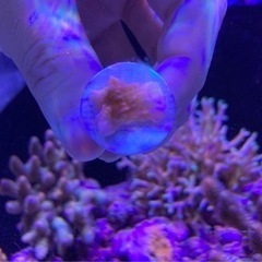 ウスコモンフラグ⑤（sqs サンゴ ミドリイシ 海水魚 水槽）の画像