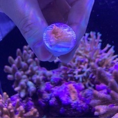 ウスコモンフラグ⑤（sqs サンゴ ミドリイシ 海水魚 水槽）の画像
