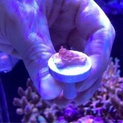 ウスコモンフラグ⑤（sqs サンゴ ミドリイシ 海水魚 水槽）の画像